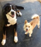 Born Again Dogs: Christmas Song (Manuscript) Born Again Dogs: Christmas Song (Manuscript)
