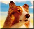 Lassie1994 Lassie1994