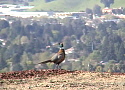 Scenic Videos Collection One: Ring Necked Pheasant Scenic Videos Collection One: Ring Necked Pheasant